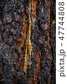 Tree Sap Flow 47744808