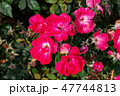Spray Rose Blossoms 47744813