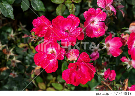 Spray Rose Blossoms 47744813