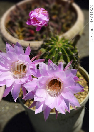 ピンクのサボテンの花の写真素材