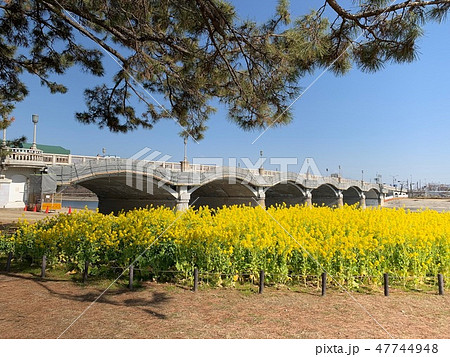 武庫大橋とと菜の花畑 武庫大橋とと菜の花畑 47744948