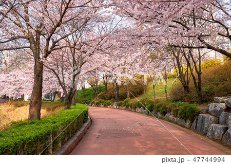 Blooming sakura cherry blossom alley in park 47744994