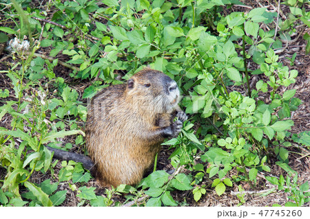 ヌートリア 47745260