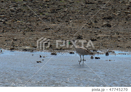 ダイシャクシギ ダイシャクシギ 47745270