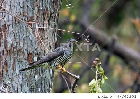 ツツドリ 47745301