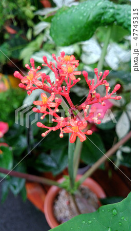 花屋さんの日常　サンゴアブラギリ 47745315
