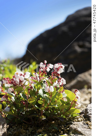 アカモノ 百合が原公園 アカモノ 百合が原公園 47745420
