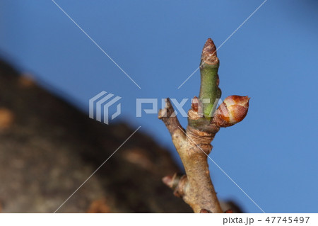 自然　植物　アンズ、冬芽です。プックリと膨らんだのは花芽、梅より遅め桜より早めに開花するようです 47745497