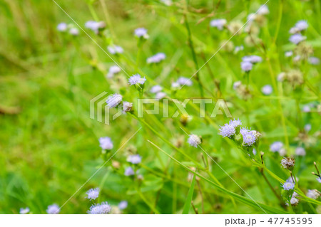 Siam weed,strengthening properties.Relieve fatigue 47745595