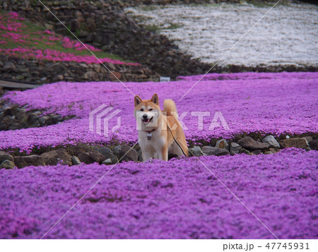 芝桜と愛犬 芝桜と愛犬 47745931