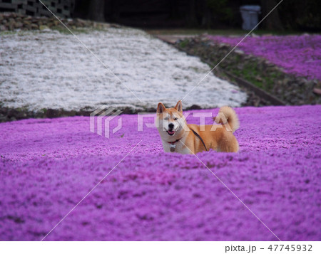 愛犬と芝桜 愛犬と芝桜 47745932