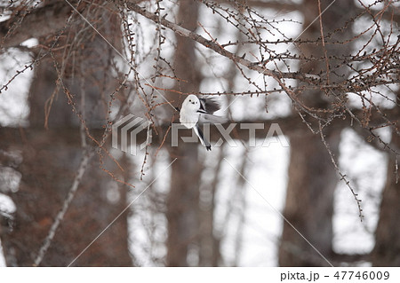 里塚のシマエナガ 47746009