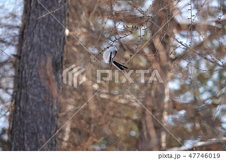 里塚のシマエナガ 里塚のシマエナガ 47746019
