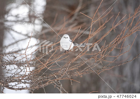 里塚のシマエナガ 47746024