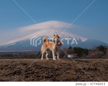 笠雲 富士山 と 愛犬 笠雲 富士山 と 愛犬 47746053
