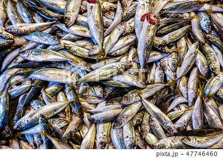 沢山の魚が盛り重なった鮮魚店の店先の写真素材