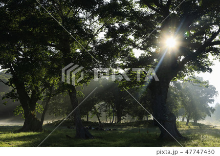 7月 カヤノ平の光芒の写真素材