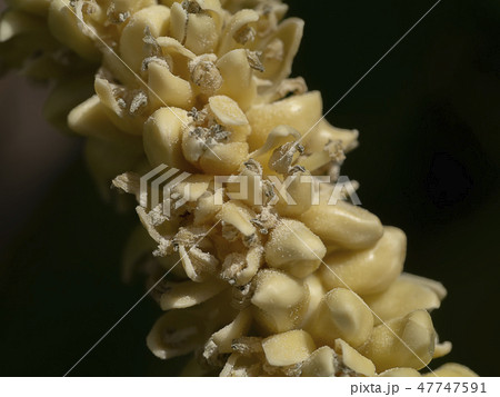 Close up of coconut flower. Close up of coconut flower. 47747591