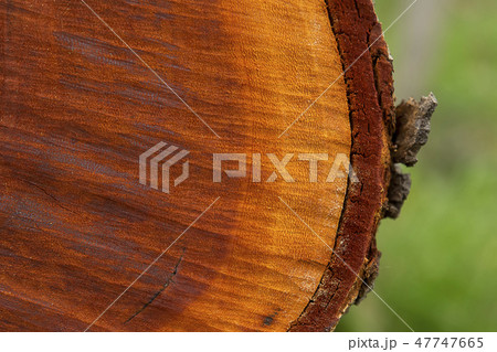 Texture of wood. Texture of wood. 47747665