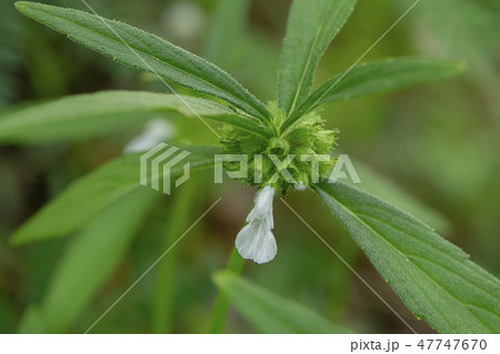 Close up of Leucas aspera plant 47747670