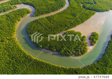 Aerial view of mangrove forest with sea coastline Aerial view of mangrove forest with sea coastline 47747689