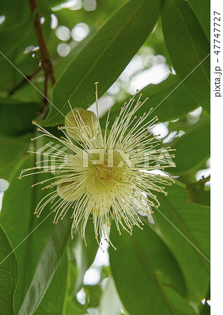 Close up Java apple flower. Close up Java apple flower. 47747727