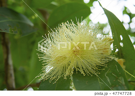 Close up Java apple flower. 47747728