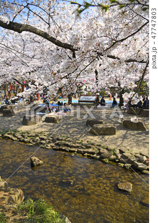 東京都江戸川区 小松川境川親水公園の桜 東京都江戸川区 小松川境川親水公園の桜 47747803