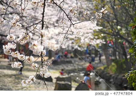 東京都江戸川区 小松川境川親水公園の桜 東京都江戸川区 小松川境川親水公園の桜 47747804
