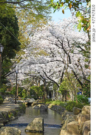 東京都江戸川区 小松川境川親水公園の桜 東京都江戸川区 小松川境川親水公園の桜 47747810