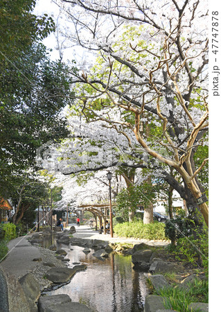 東京都江戸川区 小松川境川親水公園の桜 東京都江戸川区 小松川境川親水公園の桜 47747878