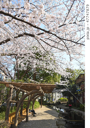 東京都江戸川区　小松川境川親水公園の桜 47747879