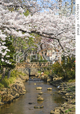東京都江戸川区 小松川境川親水公園の桜 東京都江戸川区 小松川境川親水公園の桜 47747904