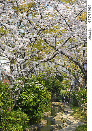 東京都江戸川区 小松川境川親水公園の桜 東京都江戸川区 小松川境川親水公園の桜 47747906