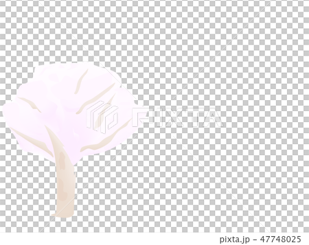 Sakura tree illustration 47748025