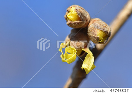 マンサク（満作） 47748337