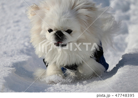 雪の中を走る白いペキニーズ 雪の中を走る白いペキニーズ 47748395