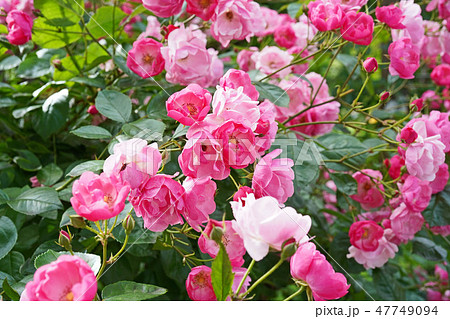 びっしりと房咲きするピンクの可憐なバラ 47749094