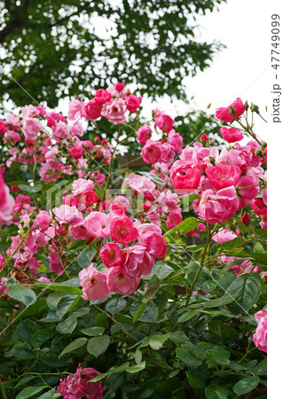 びっしりと房咲きするピンクの可憐なバラ びっしりと房咲きするピンクの可憐なバラ 47749099