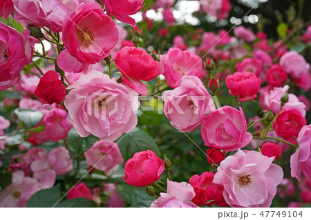 びっしりと房咲きするピンクの可憐なバラ 47749104