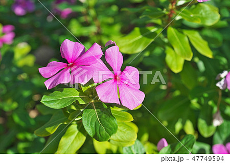 ピンクのニチニチソウの花 47749594