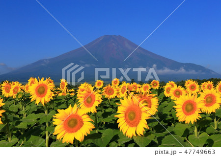 世界遺産　 富士山　向日葵　山中湖　花の都公園 47749663