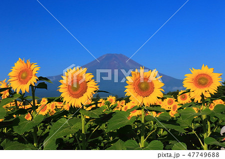 世界遺産　 富士山　向日葵　山中湖　花の都公園 47749688