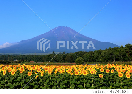 世界遺産　 富士山　向日葵　山中湖　花の都公園 47749689