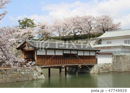 福井城址の桜 47749929