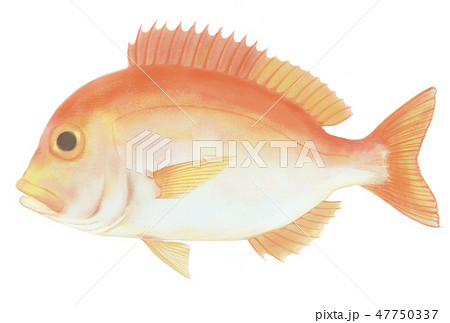 キダイ キダイ 47750337