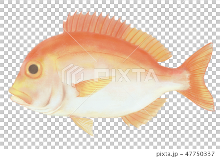 キダイ キダイ 47750337