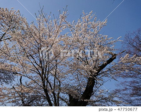 満開のソメイヨシノ 満開のソメイヨシノ 47750677