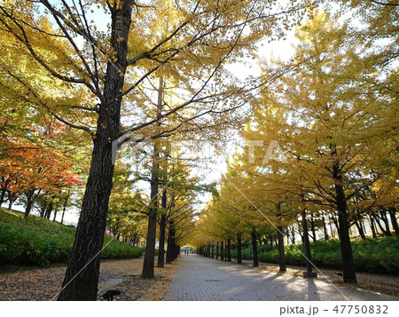 銀杏並木 47750832