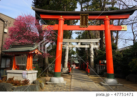 1月　阿佐ヶ谷09馬橋稲荷神社参道と紅梅 47751471